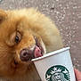 brown, closeup, cup, cute, dog, drink, fur, hand, licking, manicure, muzzle, nail, outdoor, pavement, person, pet, pomeranian, small, starbucks, tongue