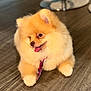 Valentino is registered to the contest to win money with this photo: adorable, animal, brown, close_up, collar, cute, dog, domestic_animal, fluffy, fur, indoor, looking_sideways, pet, pomeranian, sitting, small_dog, tag, tongue_out, warm_lighting, wooden_floor
