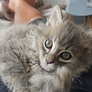 Zino a rejoint le concours — aidez-le/la à gagner de superbes lots ! blurred_background, blurry, carpet, cat, closeup, couch, cozy, curious, feline, furry, gray, home, human_leg, indoor, kitten, lap, paw, pet, relaxing, table