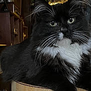 Onyx joined the competition — help win amazing prizes! animal, black_and_white, cat, close_up, cozy, domestic_cat, eyes, feline, fur, household, indoor, looking_at_camera, mammal, pet, portrait, relaxed, resting, table, whiskers, wooden_table