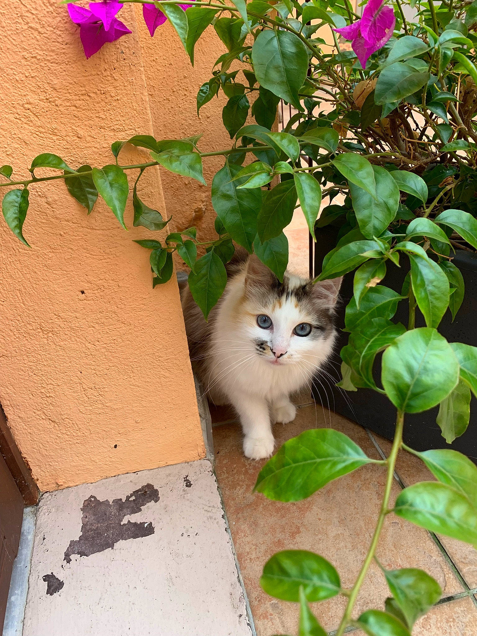 Miya a rejoint le concours — aidez-le/la à gagner de superbes lots ! art, carnivore, cat, concrete, domestic_short_haired_cat, fawn, felidae, flower, grass, green, groundcover, plant, road_surface, small_to_medium_sized_cats, snout, tail, tree, whiskers, window, wood