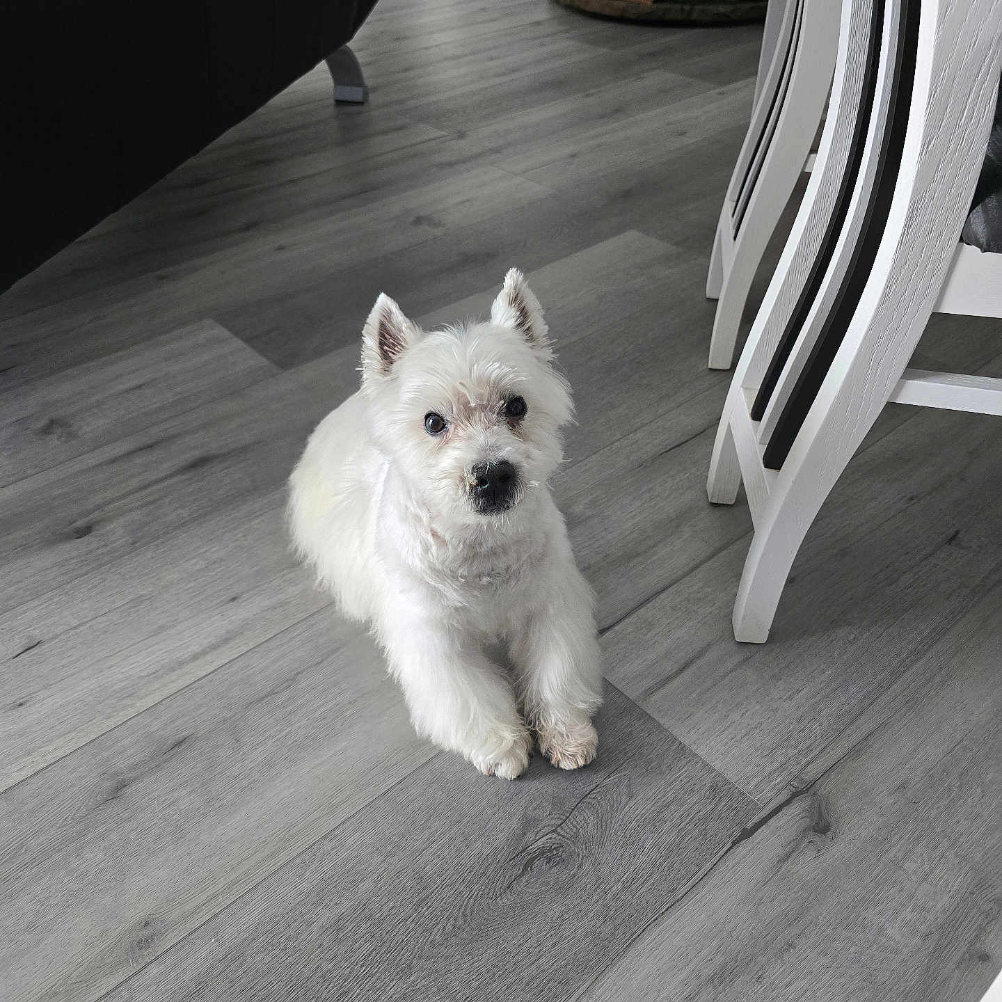 Lucky a rejoint le concours — aidez-le/la à gagner de superbes lots ! animal, chair, christmas_tree, companion, cute, decor, dog, domestic, floor, fluffy, furniture, holiday, indoor, living_room, pet, relaxing, small_dog, table, white_dog, wooden_floor