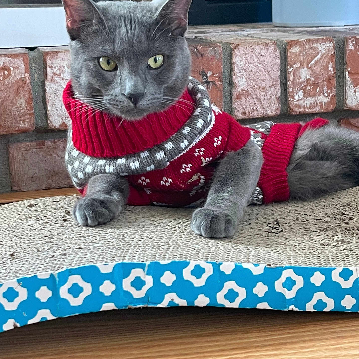 Picaroto joined the competition — help win amazing prizes! abyssinian, animal, canine, cap, cat, clothing, dog, dogbed, egyptiancat, hardwood, hat, indoors, interiordesign, kitten, knitwear, manx, pet, stainedwood, sweater, wood