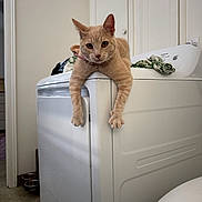 Piper joined the competition — help win amazing prizes! cat, ginger_cat, washing_machine, indoor, pet, feline, curious, relaxed, paws, laundry_room, household, appliance, fur, ears, whiskers, collar, domestic, floor, door, fabric