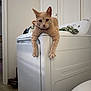 cat, ginger_cat, washing_machine, indoor, pet, feline, curious, relaxed, paws, laundry_room, household, appliance, fur, ears, whiskers, collar, domestic, floor, door, fabric
