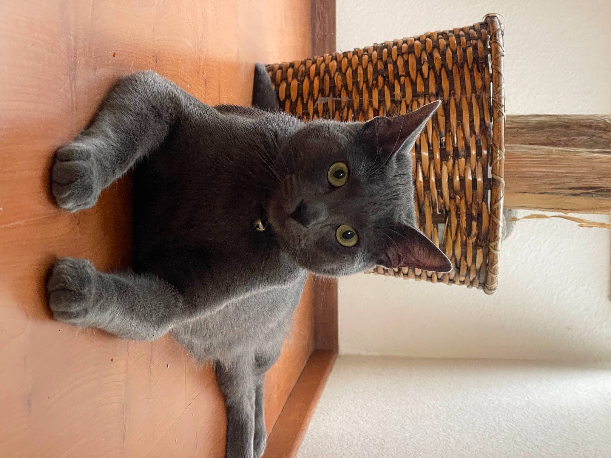 Picarote is registered to the contest to win money with this photo: black_cat, carnivore, cat, comfort, domestic_short_haired_cat, felidae, fur, grey, plant, room, russian_blue, sculpture, small_to_medium_sized_cats, snout, tail, terrestrial_animal, whiskers, window, wood