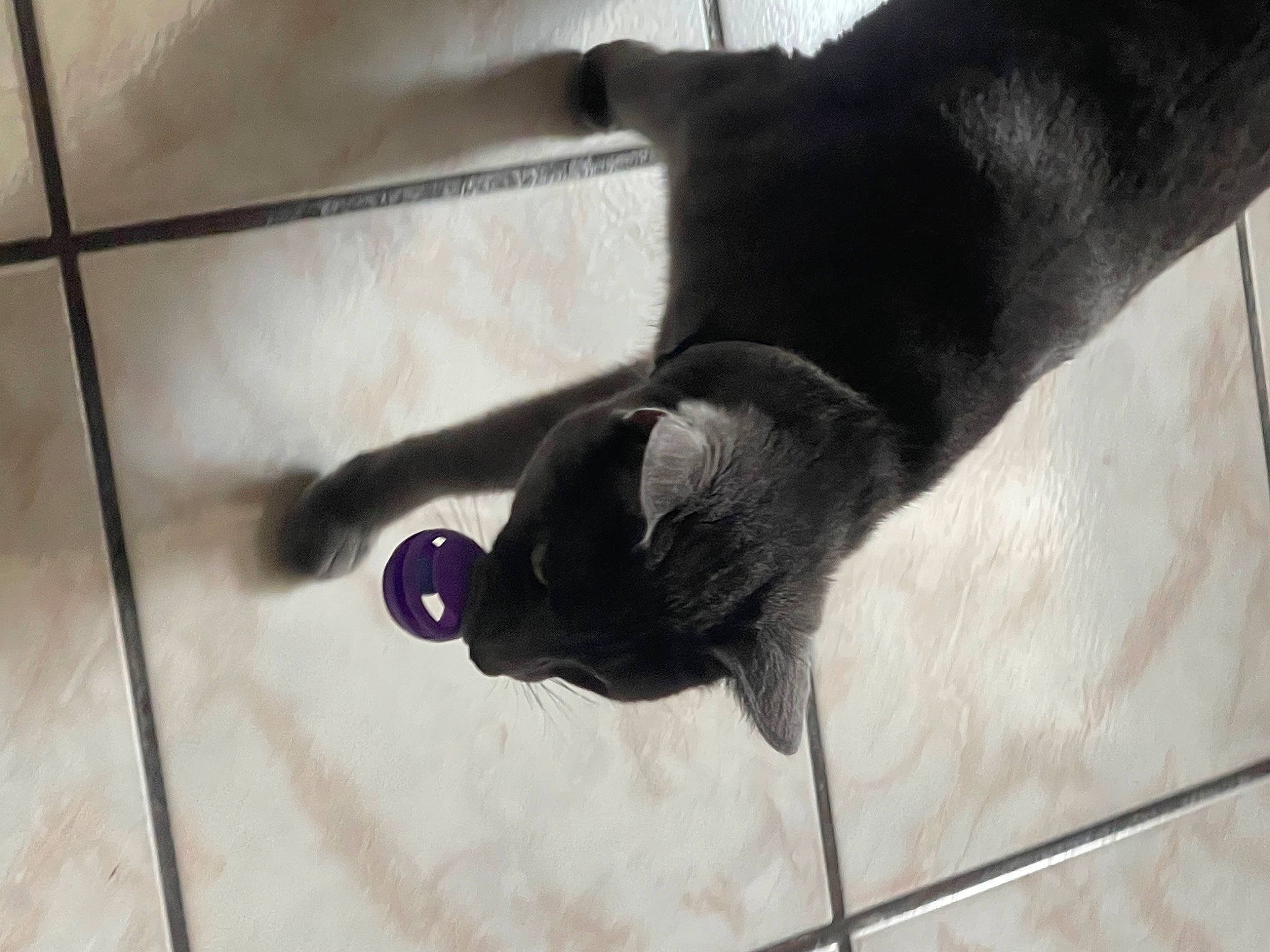 Picarote joined the competition — help win amazing prizes! canidae, carnivore, cat, claw, comfort, dog_breed, domestic_short_haired_cat, felidae, floor, flooring, foot, fur, hardwood, human_leg, small_to_medium_sized_cats, snout, sporting_group, tail, whiskers, wood