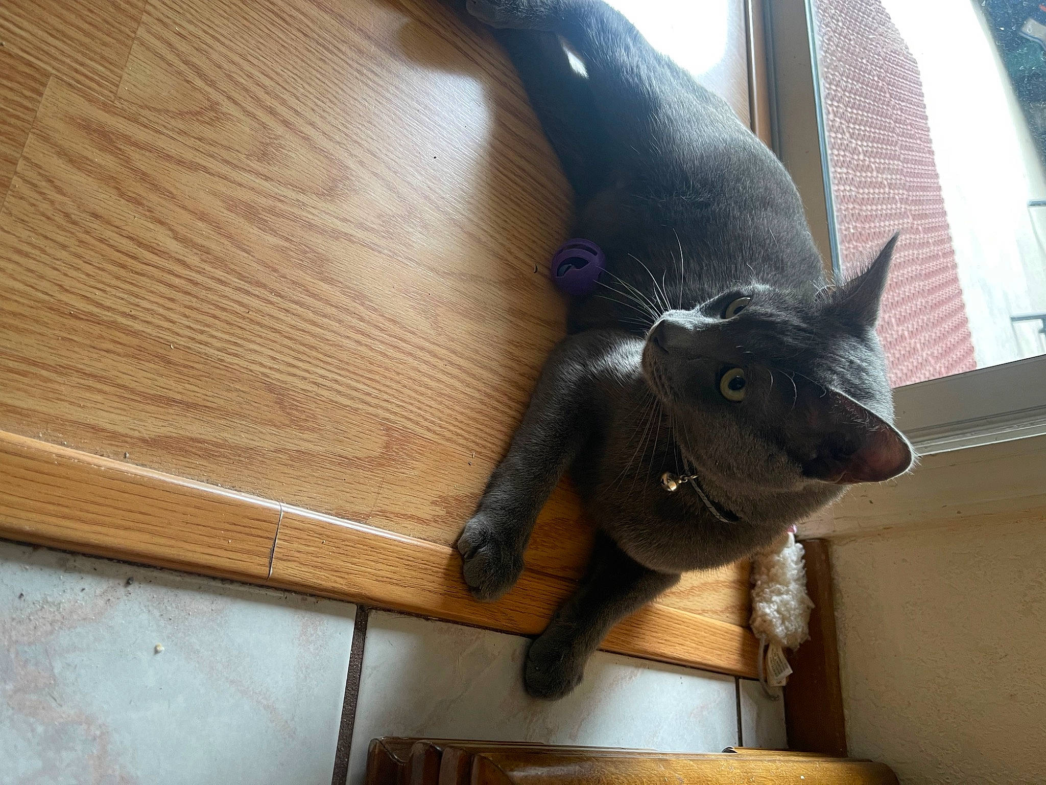 Picarote joined the competition — help win amazing prizes! black_cat, bombay, carnivore, cat, comfort, domestic_short_haired_cat, felidae, flooring, fur, hardwood, human_leg, plant, small_to_medium_sized_cats, snout, tail, tree, whiskers, window, wood, wood_stain