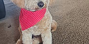 Remy is registered to the contest to win money with this photo: dog, small_dog, fluffy, red_bandana, red_bow, carpet, indoor, living_room, pet, toy, furniture, cute, animal, canine, domestic_animal, sitting, brown_carpet, decor, home, adorable