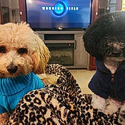 Remy joined the competition — help win amazing prizes! dog, apricot_dog, black_and_white_dog, sweater, jacket, blanket, leopard_print, living_room, television, lamp, carpet, sofa, furniture, pet, cute, cozy, indoor, animal, fur, companion