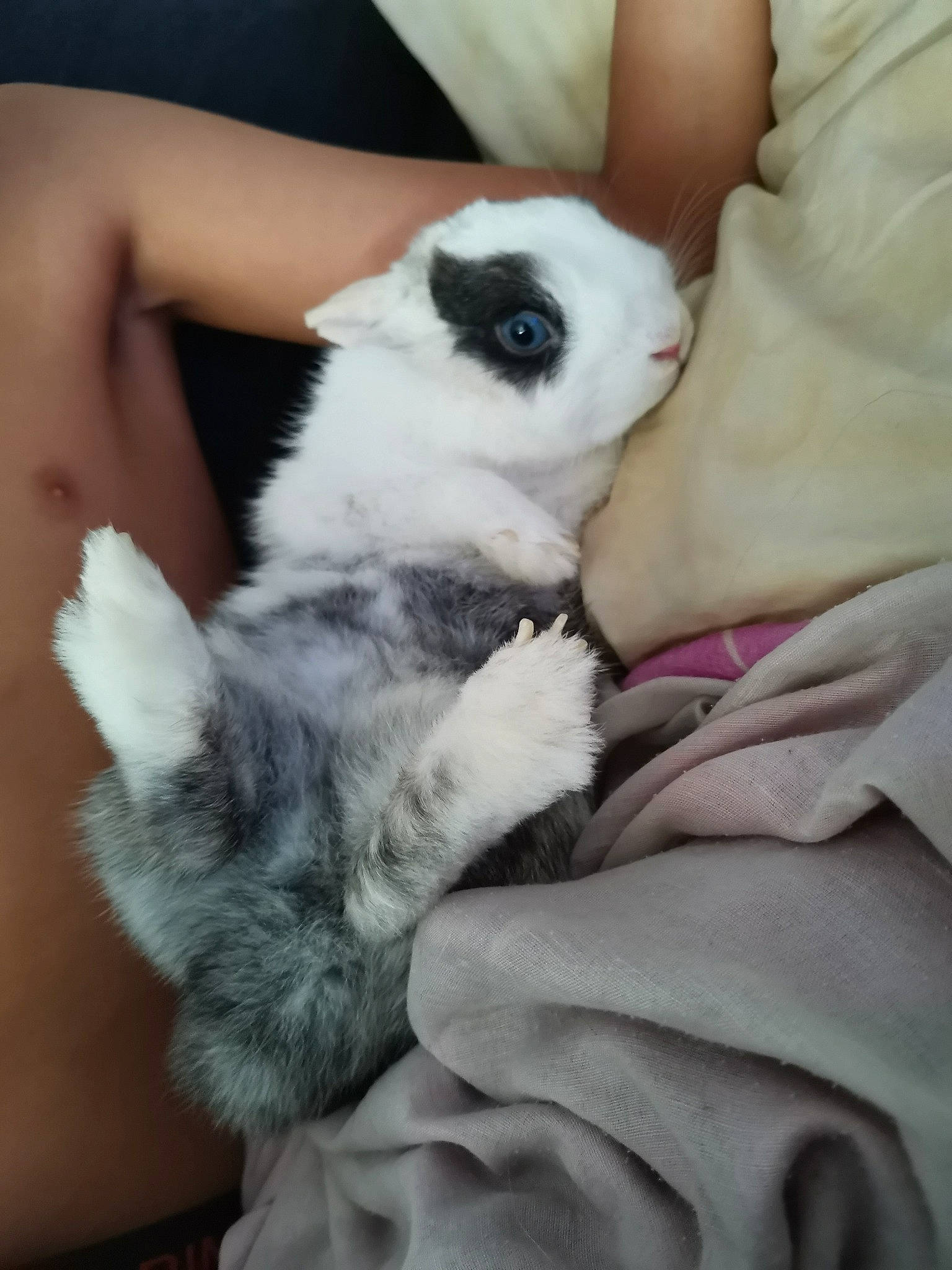 Apple a rejoint le concours — aidez-le/la à gagner de superbes lots ! claw, companion_dog, domestic_rabbit, fawn, fur, hand, nail, puppy_love, rabbit, rabbits_and_hares, skin, snout, whiskers