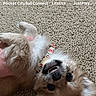 app_icons, carpet, collar, communication, cute, dog, fur, happy, home, indoor, lying_down, mouth_open, music_app, pet, phone, phone_screenshot, playful, search_bar, small_dog, text_messages