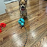 Poppy is registered to the contest to win money with this photo: appliance, brown_floor, cabinets, collar, curious, cute, dog, ears, fur, indoor, kitchen, leash, pet, playful, plush_toy, puppy, rope_toy, small_dog, toy, wooden_floor