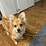Poppy joined the competition — help win amazing prizes! animal, brown_dog, cabinet, canine, companion, curious_expression, cute, dog, dog_food, domestic, flooring, fluffy_ears, furniture, home, indoor, leash, looking_at_camera, pet, small_dog, wooden_floor