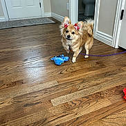 Poppy is registered to the contest to win money with this photo: animal, bathroom, bow, brown_dog, cute, dog, domestic, door, ears, floor, fur, home, indoor, leash, pet, plush_toy, small_dog, standing, toy, wooden_floor