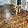 animal, bathroom, bow, brown_dog, cute, dog, domestic, door, ears, floor, fur, home, indoor, leash, pet, plush_toy, small_dog, standing, toy, wooden_floor