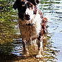 dog, water, wet, outdoor, nature, river, animal, pet, standing, reflection, greenery, summer, curious, canine, fur, muzzle, ears, collar, shallow_water, daylight