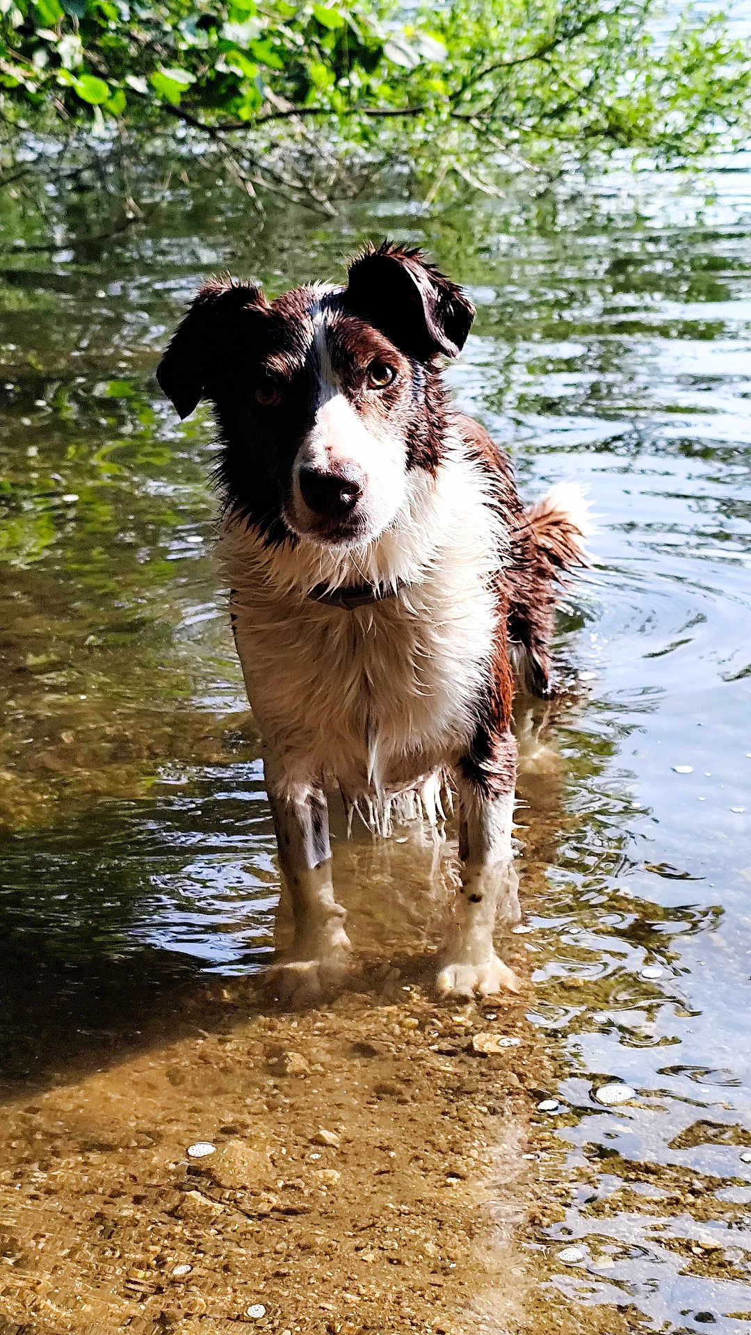 Filou a rejoint le concours — aidez-le/la à gagner de superbes lots ! dog, water, wet, outdoor, nature, river, animal, pet, standing, reflection, greenery, summer, curious, canine, fur, muzzle, ears, collar, shallow_water, daylight