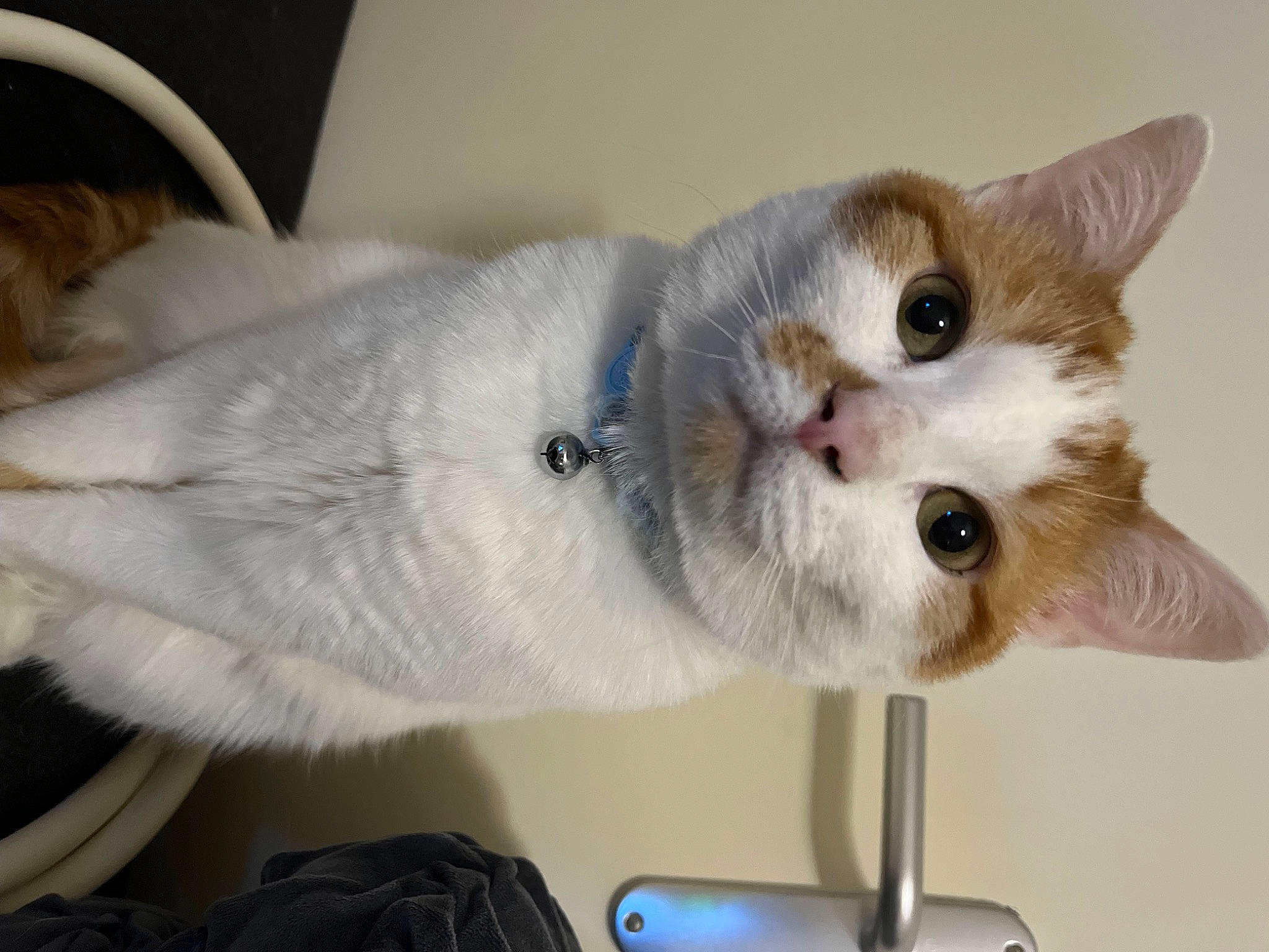 Joy participe au concours pour gagner de l'argent avec cette photo : backpack, balinese, carnivore, cat, collar, domestic_short_haired_cat, fawn, felidae, fur, luggage_and_bags, mobile_phone, paw, small_to_medium_sized_cats, snout, tail, thai, whiskers