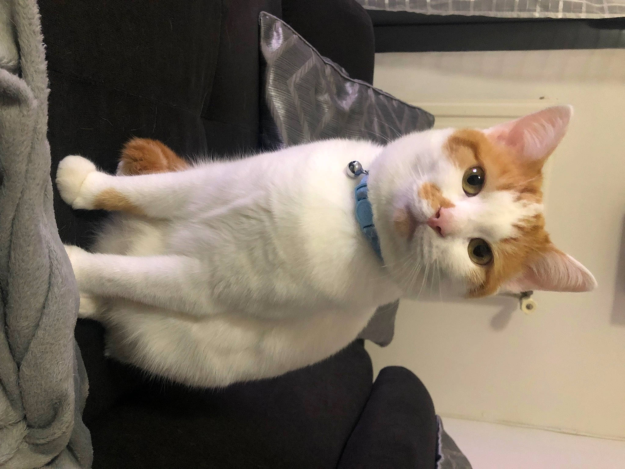 Joy participe au concours pour gagner de l'argent avec cette photo : carnivore, cat, collar, domestic_short_haired_cat, ear, fawn, felidae, fur, paw, small_to_medium_sized_cats, snout, tail, whiskers