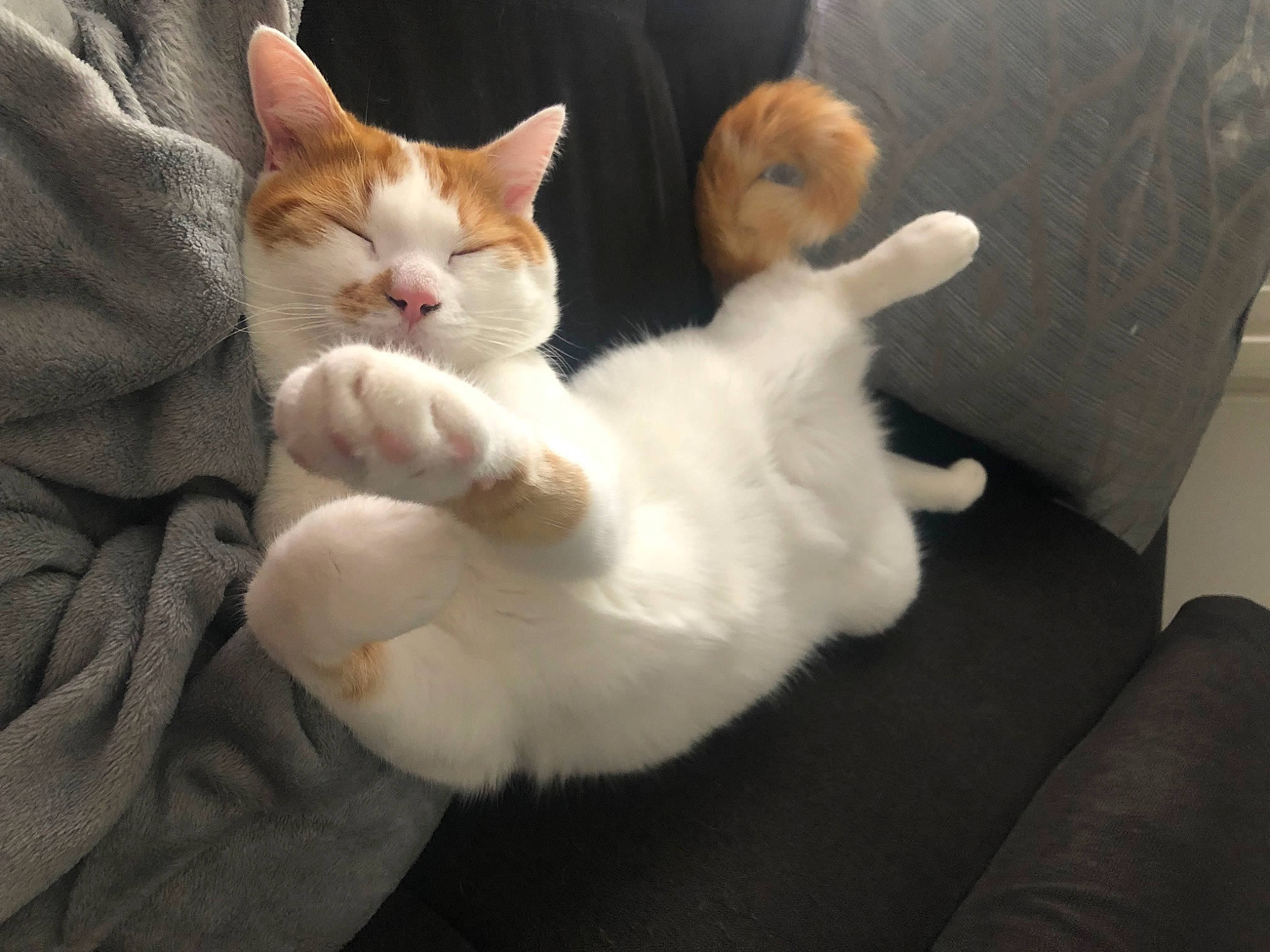 Joy participe au concours pour gagner de l'argent avec cette photo : carnivore, cat, claw, comfort, domestic_short_haired_cat, fawn, felidae, flooring, fur, hardwood, paw, small_to_medium_sized_cats, snout, tail, whiskers, wood