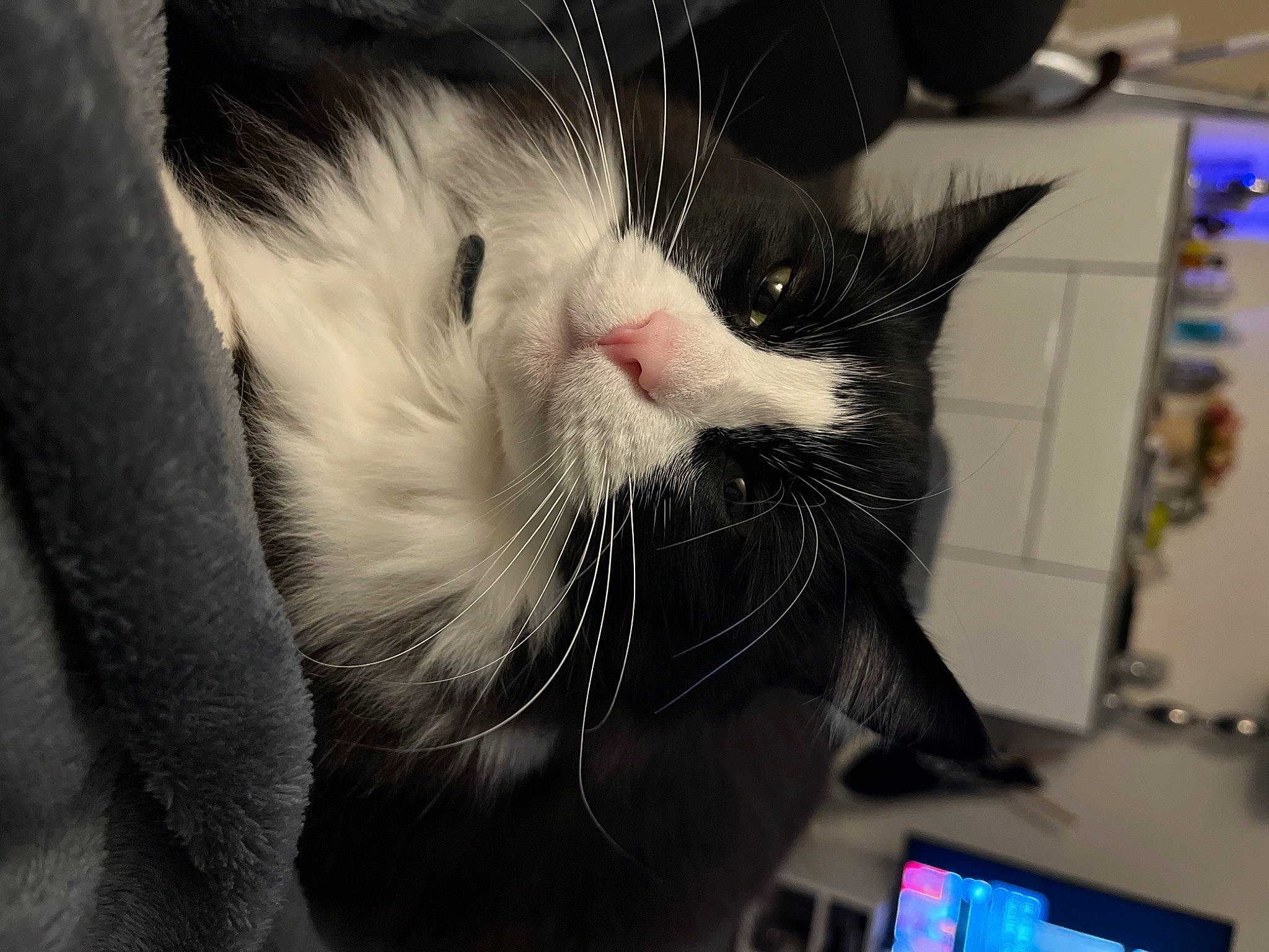 Kinder a rejoint le concours — aidez-le/la à gagner de superbes lots ! carnivore, cat, comfort, communication_device, computer_keyboard, domestic_short_haired_cat, fang, felidae, fur, gadget, paw, portable_communications_device, small_to_medium_sized_cats, snout, tablet_computer, tail, whiskers