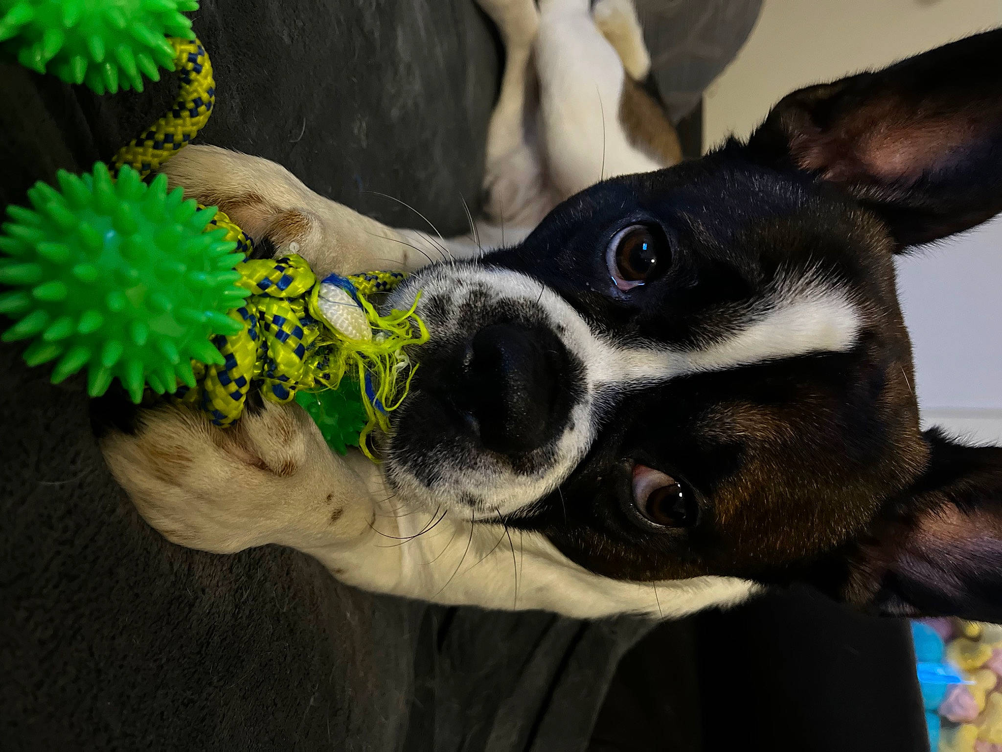 Bueno a rejoint le concours — aidez-le/la à gagner de superbes lots ! carnivore, collar, companion_dog, dog, dog_breed, ear, fashion_accessory, fawn, foot, fur, glove, grass, green, human_leg, plant, snout, thigh, vertebrate, whiskers, working_animal