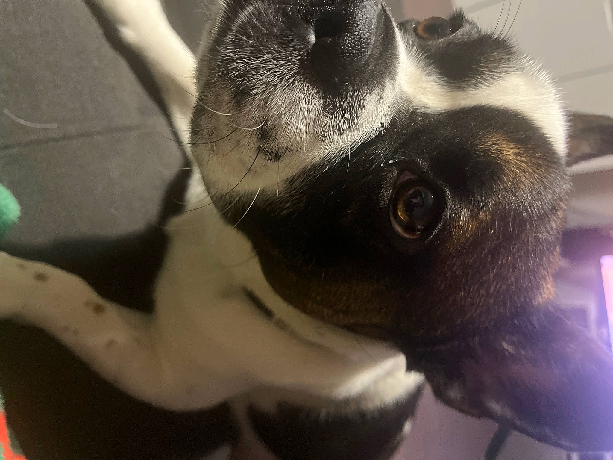 Bueno a rejoint le concours — aidez-le/la à gagner de superbes lots ! boston_terrier, canidae, carnivore, companion_dog, dog, dog_breed, ear, eyelash, fawn, felidae, fur, non_sporting_group, paw, snout, sporting_group, terrestrial_animal, toy_dog, whiskers, wildlife, working_animal