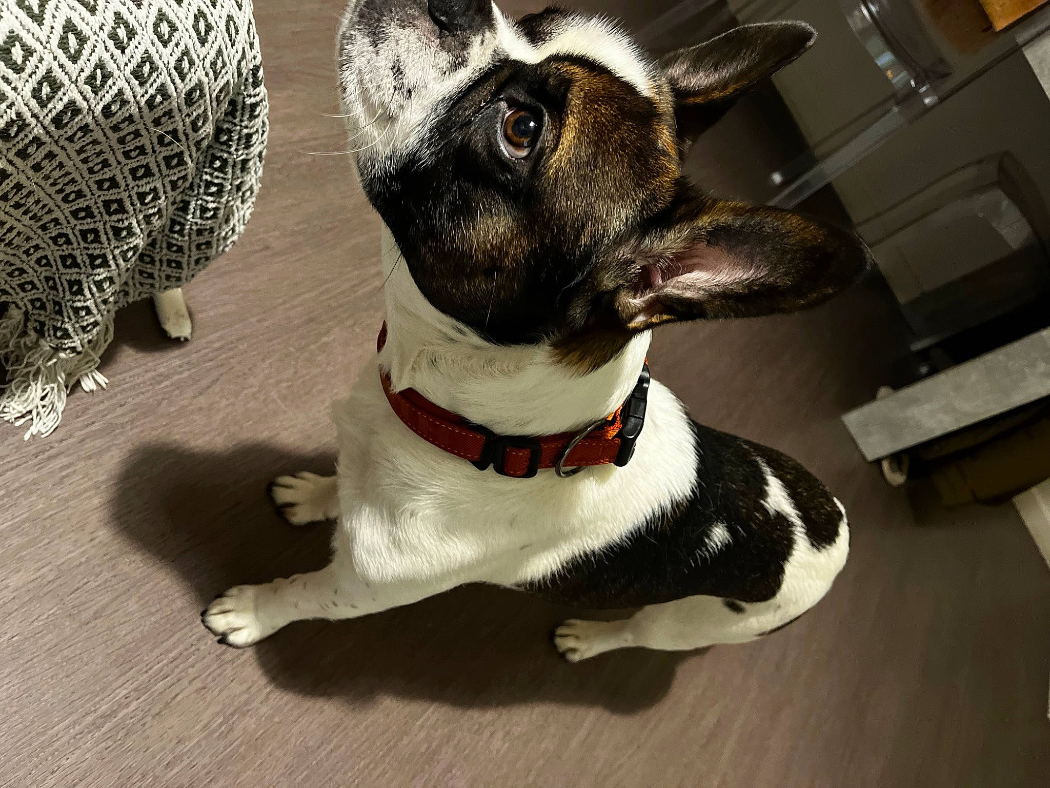 Bueno a rejoint le concours — aidez-le/la à gagner de superbes lots ! ancient_dog_breeds, boston_terrier, canidae, carnivore, collar, companion_dog, dog, dog_breed, dog_collar, fawn, flooring, fur, hardwood, non_sporting_group, pet_supply, snout, terrestrial_animal, toy_dog, whiskers, working_animal