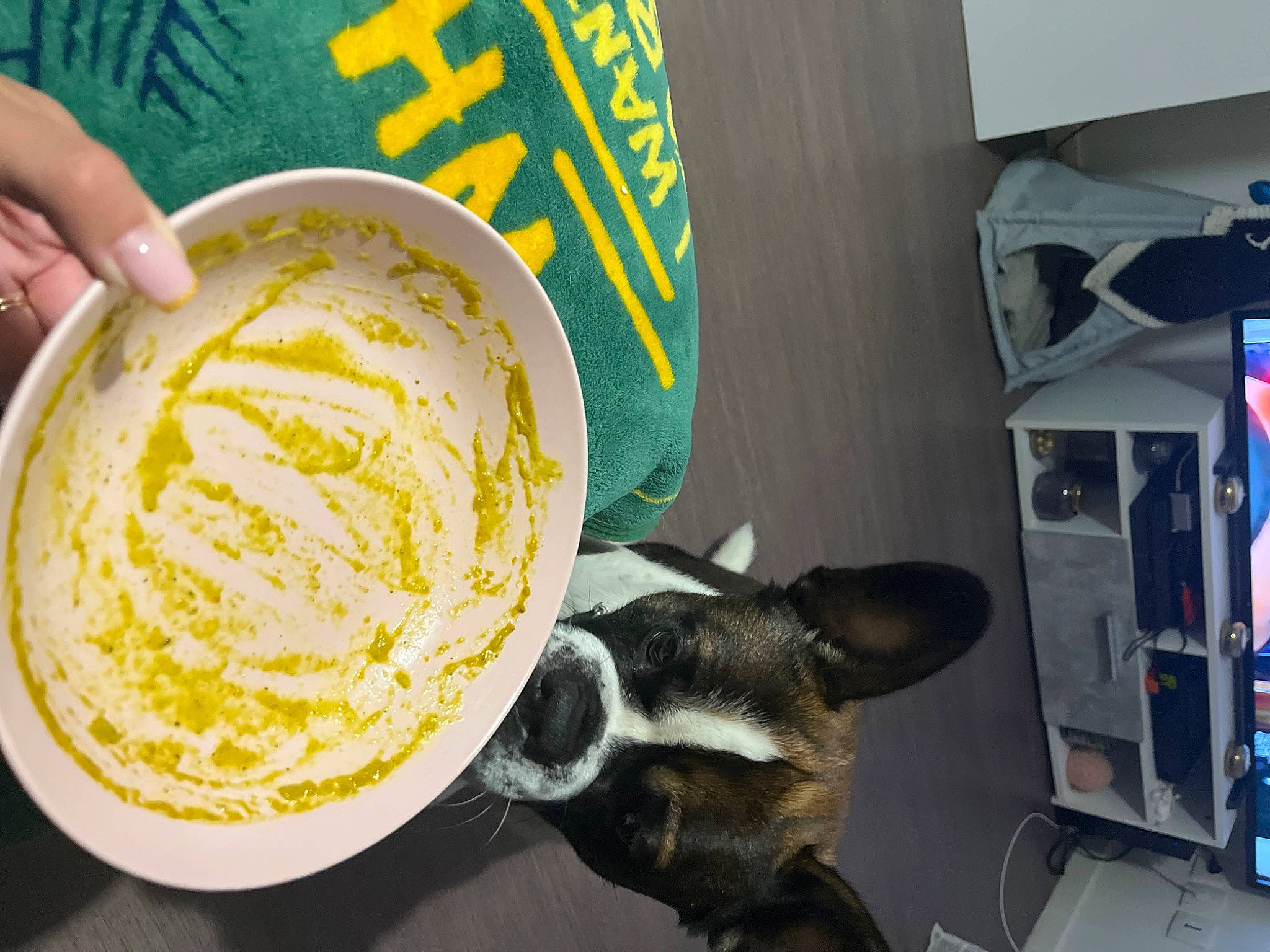 Bueno a rejoint le concours — aidez-le/la à gagner de superbes lots ! carnivore, chinese_noodles, circle, comfort_food, companion_dog, cuisine, dish, dog, dog_breed, drink, felidae, food, icing, ingredient, noodle, pici, recipe, small_to_medium_sized_cats, whiskers