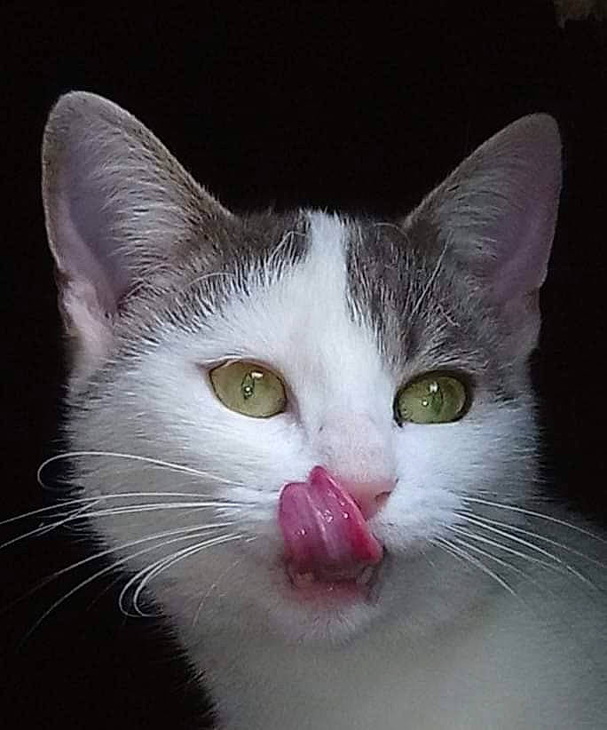 Microbe participe au concours pour gagner de l'argent avec cette photo : carnivore, cat, domestic_short_haired_cat, felidae, fur, no_expression, paw, small_to_medium_sized_cats, snout, whiskers