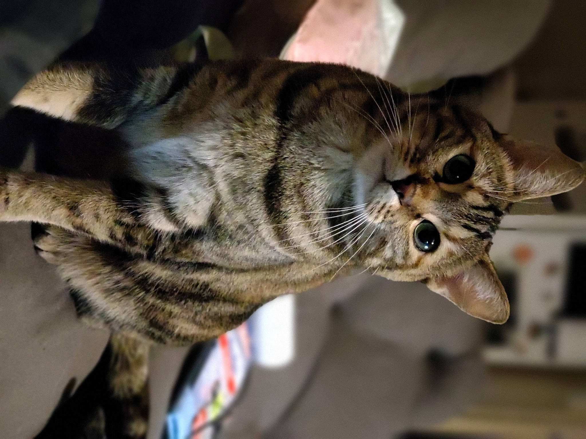 Tokyo participe au concours pour gagner de l'argent avec cette photo : carnivore, cat, claw, domestic_short_haired_cat, ear, felidae, fur, paw, small_to_medium_sized_cats, snout, terrestrial_animal, whiskers, wildlife