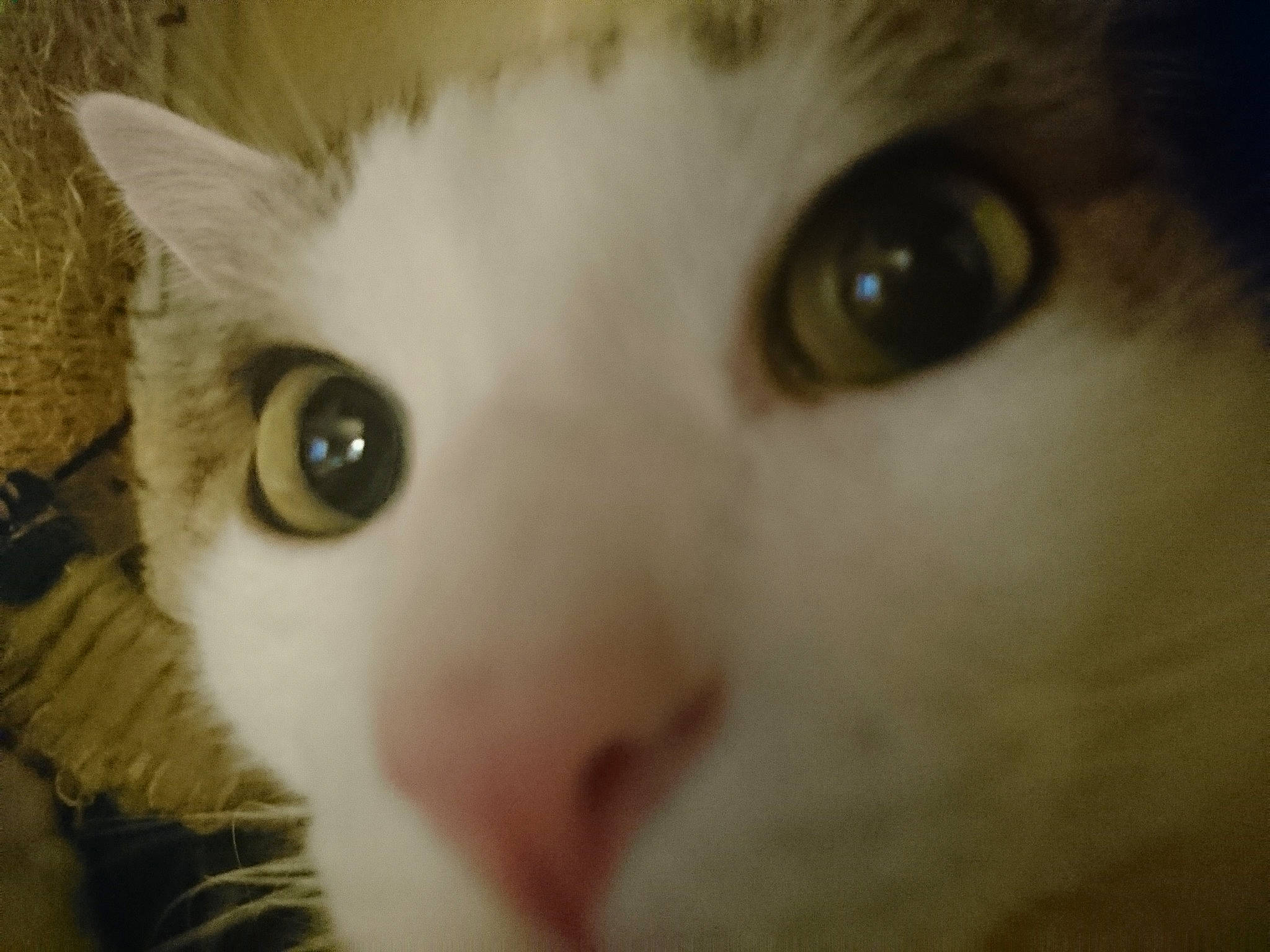 Shiva participe au concours pour gagner de l'argent avec cette photo : carnivore, cat, cheek, close_up, ear, eye, eyebrow, face, felidae, forehead, fur, head, iris, nose, ojos_azules, organ, skin, small_to_medium_sized_cats, snout, whiskers