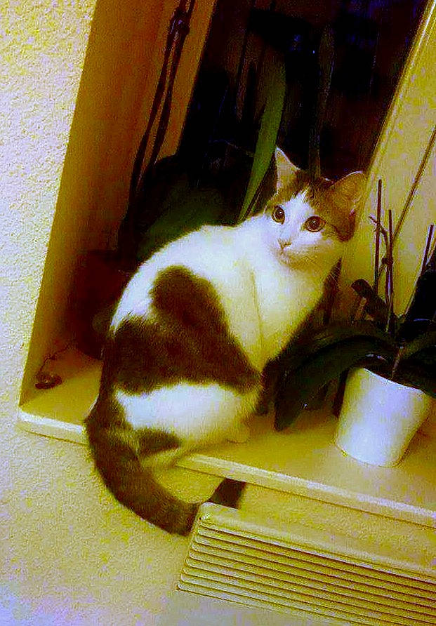 Shiva a rejoint le concours — aidez-le/la à gagner de superbes lots ! carnivore, cat, domestic_short_haired_cat, felidae, kitten, small_to_medium_sized_cats, tail, whiskers