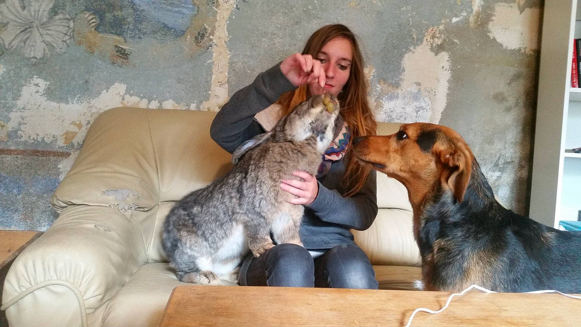 Bernifloute participe au concours pour gagner de l'argent avec cette photo : canidae, carnivore, dog, dog_breed, hound, mammal, person, vertebrate