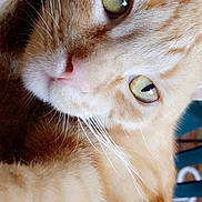 Caramel a rejoint le concours — aidez-le/la à gagner de superbes lots ! abyssinian, angora, animal, cat, kitten, manx, pet, siamese, snout