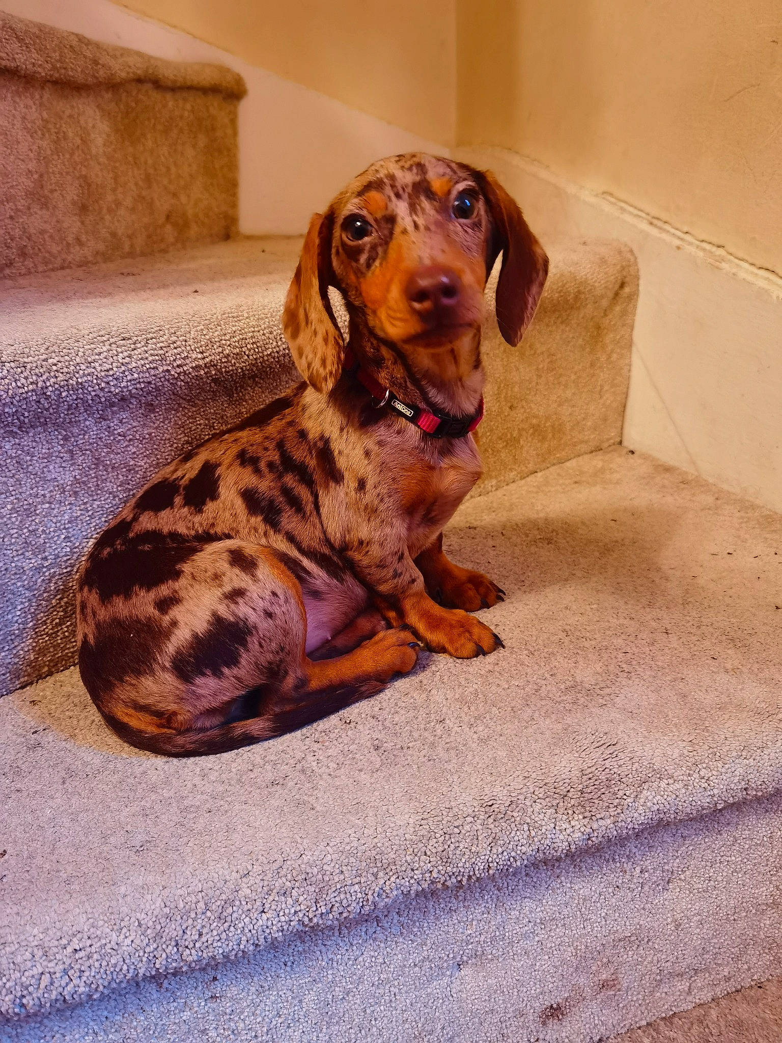 Lucy is registered to the contest to win money with this photo: braque_francais, brown, canidae, carnivore, companion_dog, dachshund, dog, dog_breed, fawn, hound, liver, mammal, paw, pointing_breed, scent_hound, snout, sporting_group, vertebrate, working_animal, working_dog