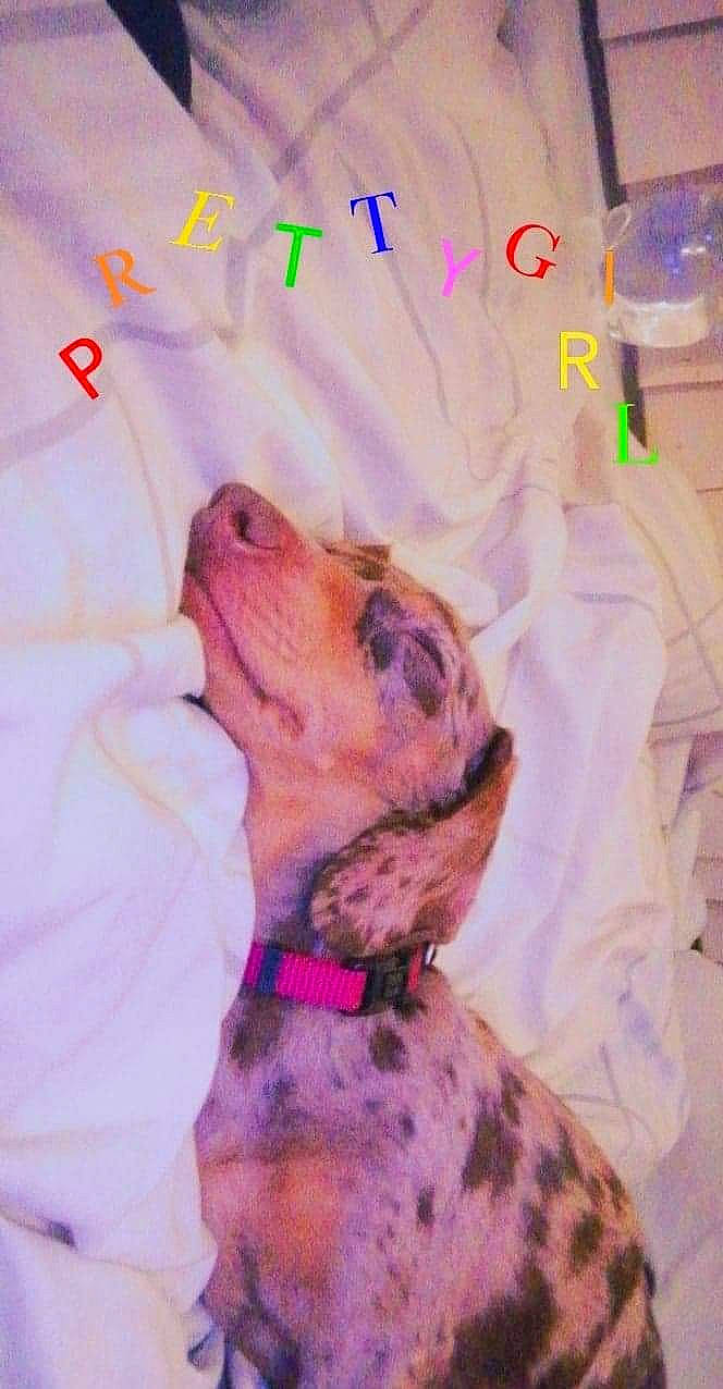 Lucy joined the competition — help win amazing prizes! canidae, carnivore, collar, companion_dog, dog, dog_breed, dog_collar, dog_supply, hunting_dog, liver, paw, pet_supply, snout, sporting_group, working_animal, working_dog