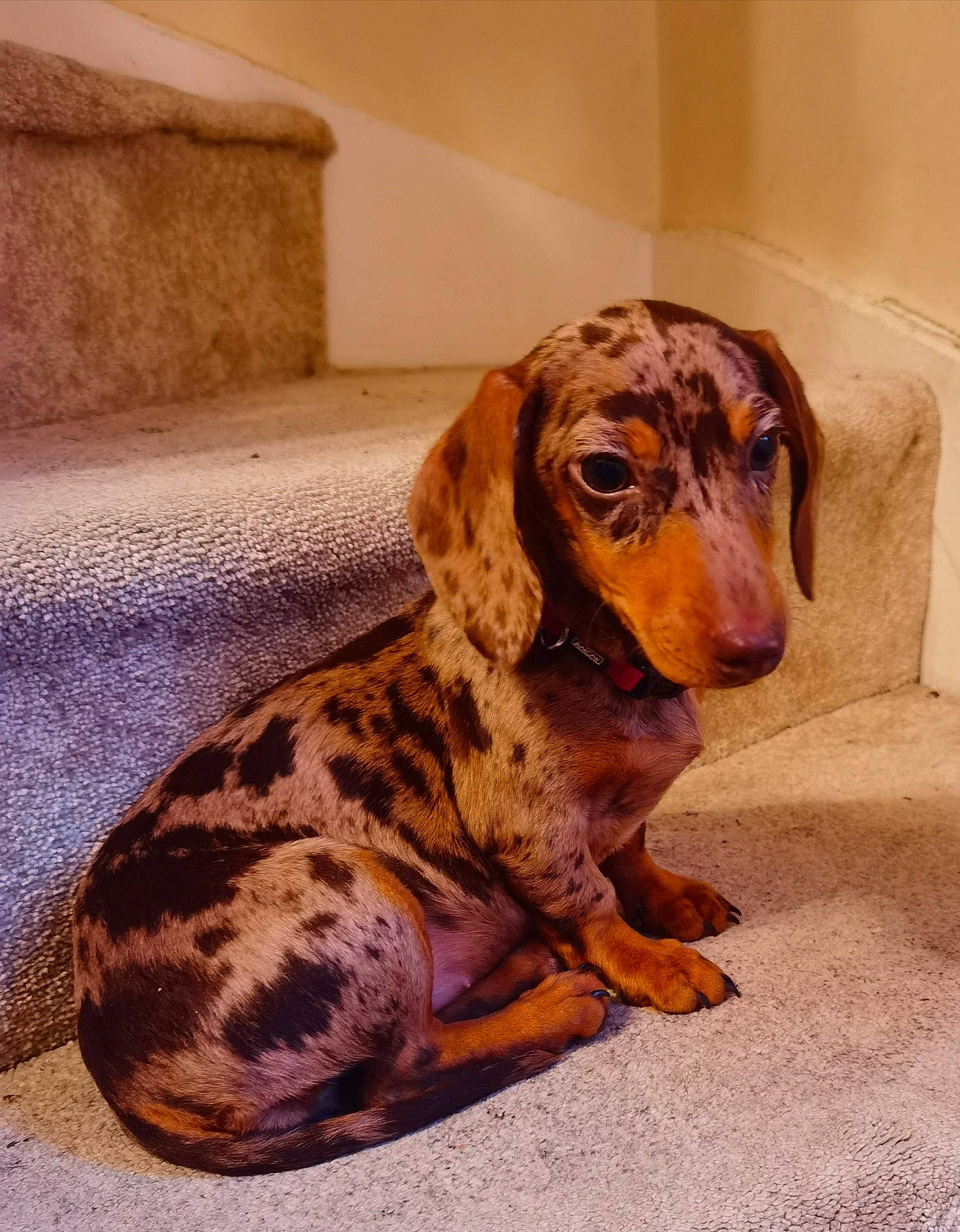 Lucy is registered to the contest to win money with this photo: brown, canidae, carnivore, companion_dog, dog, dog_breed, dog_supply, fawn, fur, hound, liver, mammal, paw, snout, sporting_group, terrestrial_animal, whiskers, working_animal, working_dog