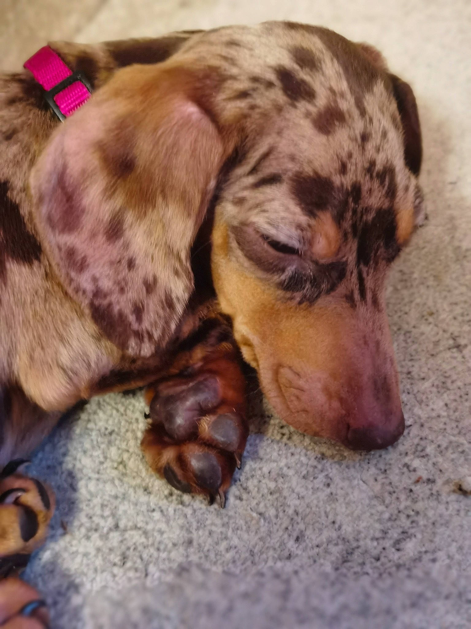 Lucy is registered to the contest to win money with this photo: brown, canidae, carnivore, collar, companion_dog, dog, dog_breed, dog_supply, fawn, fur, liver, mammal, paw, pet_supply, puppy, snout, sporting_group, vertebrate, working_animal, working_dog