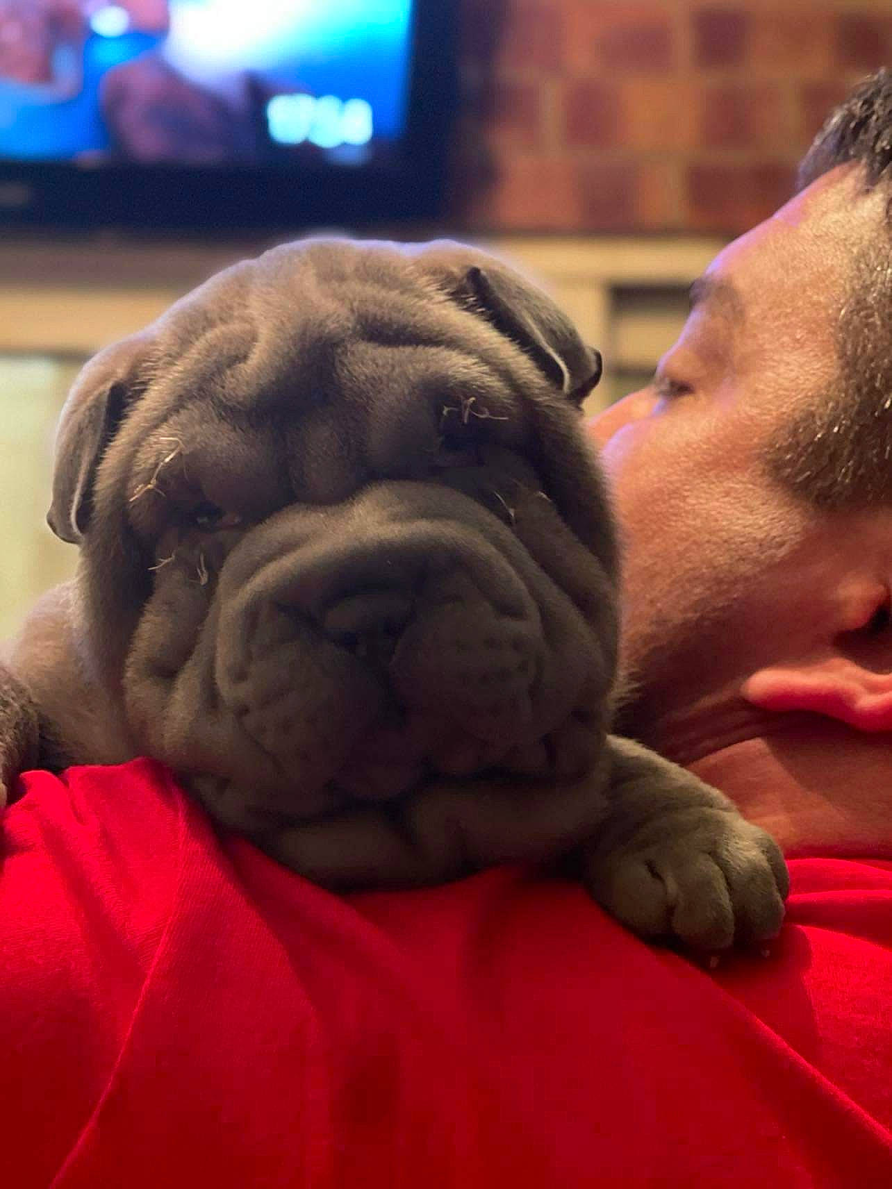 Alice joined the competition — help win amazing prizes! bulldog, carnivore, cheek, comfort, companion_dog, display_device, dog, dog_breed, fawn, mammal, non_sporting_group, old_english_bulldog, skin, snout, television, toy_dog, whiskers, white_english_bulldog, working_animal, wrinkle