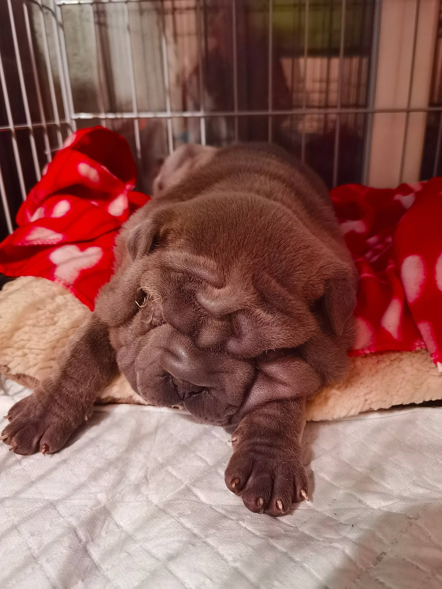 Alice joined the competition — help win amazing prizes! animal_shelter, cage, canidae, carnivore, comfort, companion_dog, dog, dog_breed, dog_supply, fawn, liver, mammal, paw, pet_supply, skin, snout, sporting_group, terrestrial_animal, working_animal, wrinkle