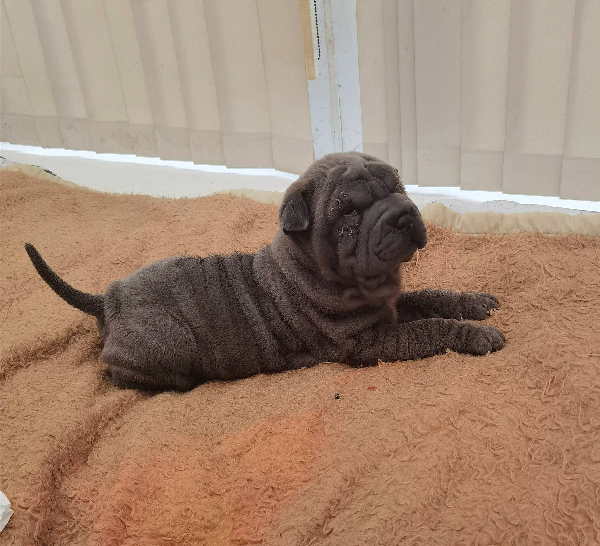 Alice is registered to the contest to win money with this photo: beige, canidae, carnivore, companion_dog, dog, dog_breed, fawn, mammal, molosser, non_sporting_group, old_english_bulldog, pug, sand, shadow, snout, tail, terrestrial_animal, toy_dog, working_animal, wrinkle