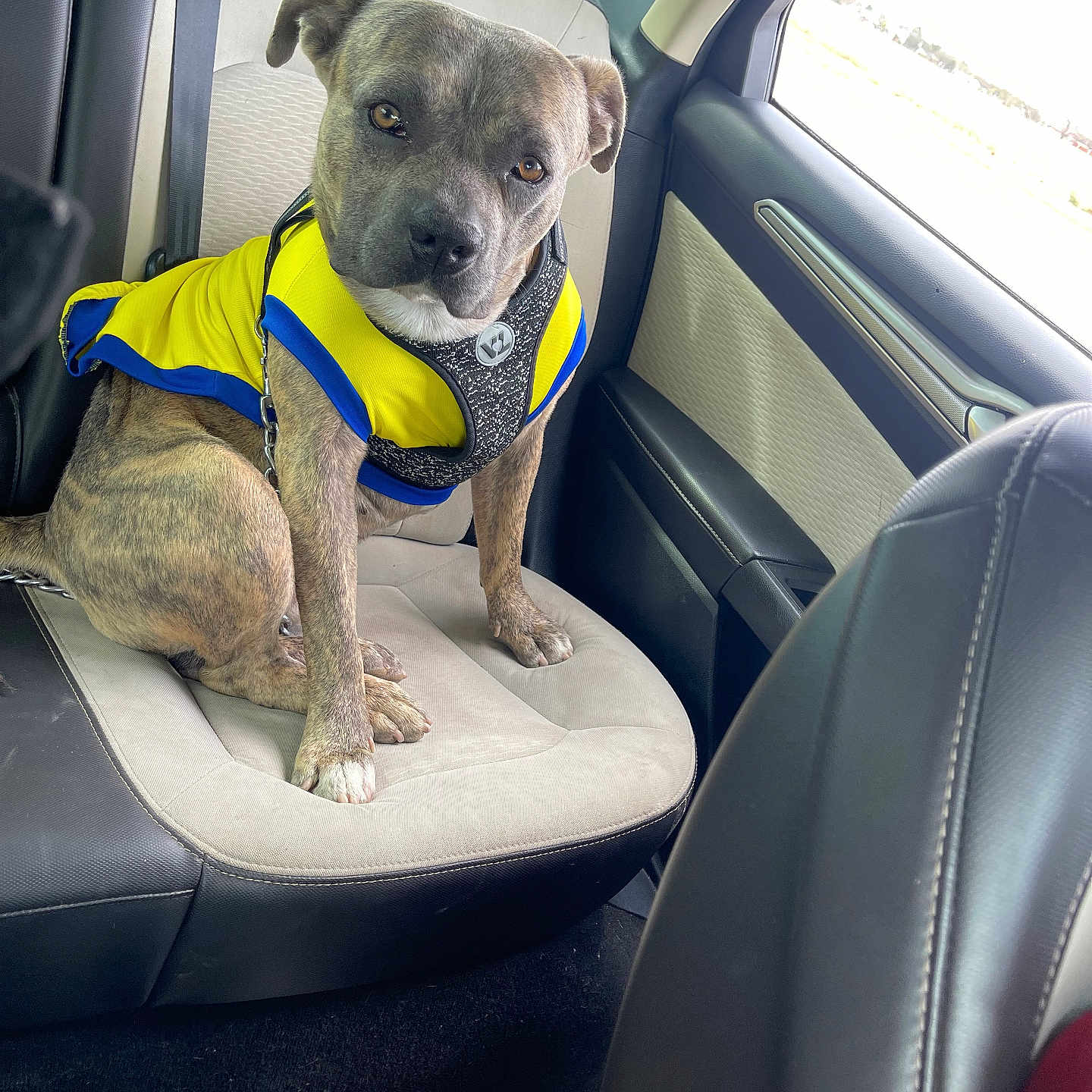 Zeus is registered to the contest to win money with this photo: animal, backseat, blue, brindle, canine, car, dog, door, ears, eyes, fur, interior, leash, looking, pet, seat, seatbelt, vest, window, yellow