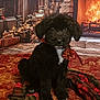 puppy, dog, black_fur, white_patch, ribbon, flower, blanket, red, plaid, fireplace, stone_wall, warm_light, cozy, indoor, decor, holiday, cute, sitting, pet, fur