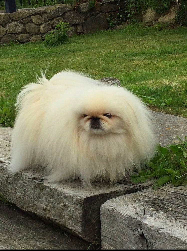 Nikita a rejoint le concours — aidez-le/la à gagner de superbes lots ! ancient_dog_breeds, canidae, carnivore, companion_dog, dog, dog_breed, fawn, fur, grass, handwriting, liver, non_sporting_group, snout, sporting_group, tail, terrestrial_animal, toy_dog, whiskers, wildlife, working_animal