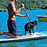 man, dog, paddleboard, paddle, water, lake, forest, outdoor, summer, wet_dog, sunlight, recreation, nature, adventure, swimming, vacation, leisure, pet, animal, sport