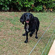 Tessy participe au concours pour gagner de l'argent avec cette photo : dog, black_dog, grass, fence, outdoor, pet, happy, canine, nature, greenery, bushes, animal, playful, walking, white_patch, ears, snout, four_legs, daylight, smiling