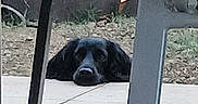 Tessy a rejoint le concours — aidez-le/la à gagner de superbes lots ! dog, black_dog, outdoor, laying_down, resting, patio, concrete, chair_leg, metal_pole, grass, dirt, fence, garden, pet, animal, canine, quiet, calm, daytime, background