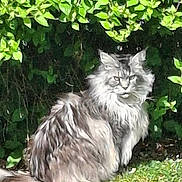 Hossor participe au concours pour gagner de l'argent avec cette photo : cat, long_hair, fluffy, grass, bush, greenery, outdoor, nature, pet, animal, sunlight, sitting, feline, fur, wildlife, leaf, daylight, mammal, garden, relaxed